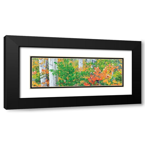 Forest Colors Black Modern Wood Framed Art Print with Double Matting by Frates, Dennis