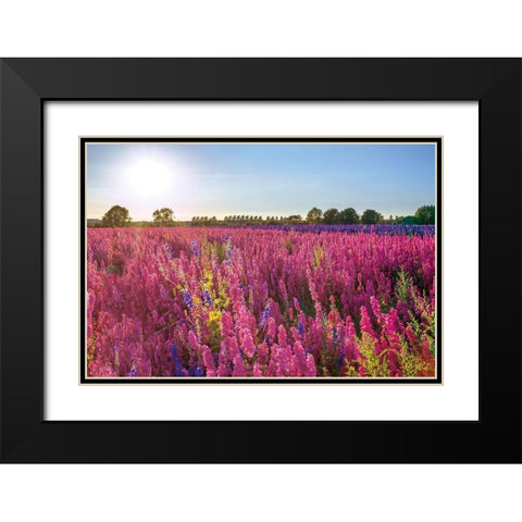Delphinium Field Black Modern Wood Framed Art Print with Double Matting by Frank, Assaf
