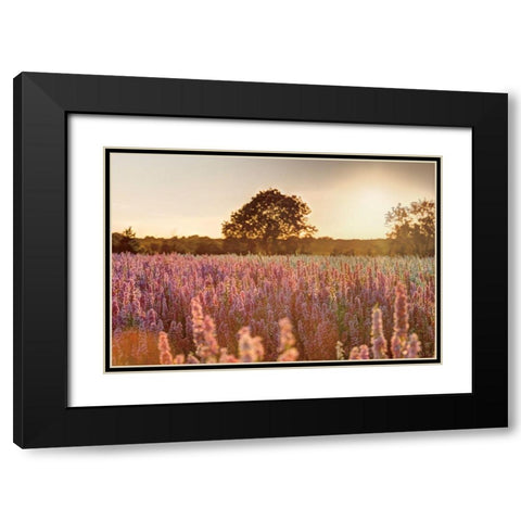 Delphinium Sunset Black Modern Wood Framed Art Print with Double Matting by Frank, Assaf