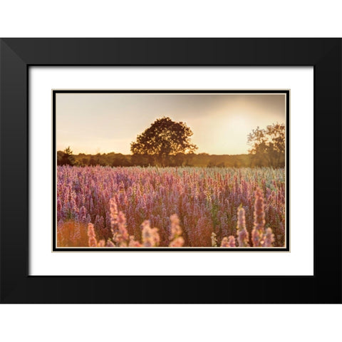 Delphinium Sunset Black Modern Wood Framed Art Print with Double Matting by Frank, Assaf