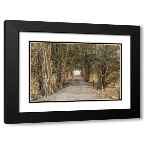 Autumn Forest Black Modern Wood Framed Art Print with Double Matting by Frank, Assaf