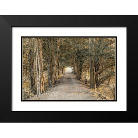 Autumn Forest Black Modern Wood Framed Art Print with Double Matting by Frank, Assaf