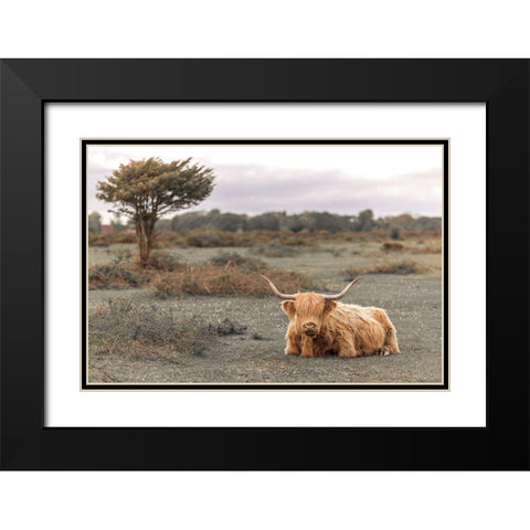 Highland Cow II Black Modern Wood Framed Art Print with Double Matting by Frank, Assaf