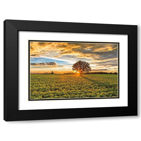After the Storm Burr Oak Black Modern Wood Framed Art Print with Double Matting by Howarth, Gail