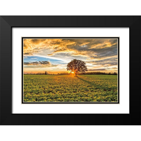 After the Storm Burr Oak Black Modern Wood Framed Art Print with Double Matting by Howarth, Gail