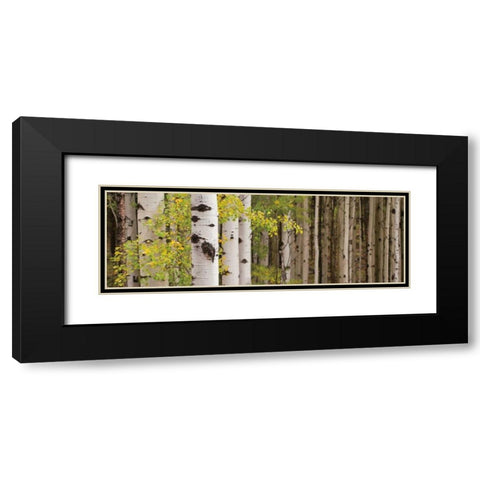 White Forest Standing Black Modern Wood Framed Art Print with Double Matting by Ross, Heather