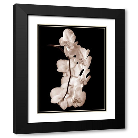 Orchid Dance I Black Modern Wood Framed Art Print with Double Matting by Rehner, John