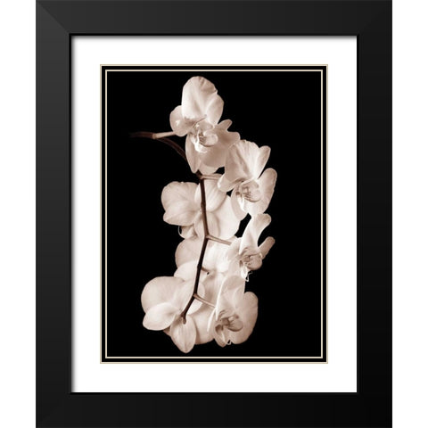 Orchid Dance I Black Modern Wood Framed Art Print with Double Matting by Rehner, John