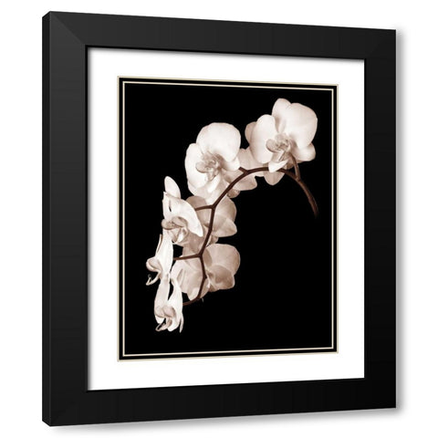 Orchid Dance II Black Modern Wood Framed Art Print with Double Matting by Rehner, John
