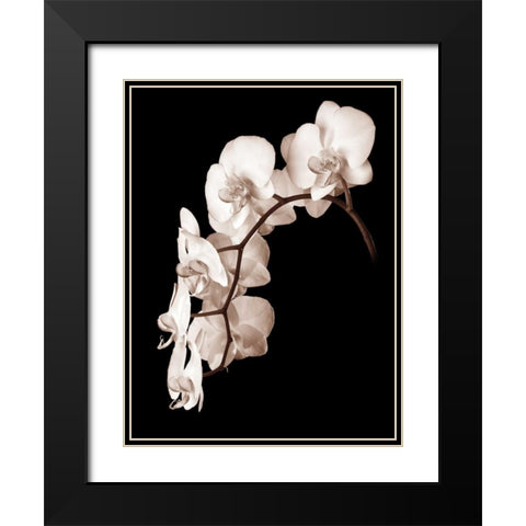 Orchid Dance II Black Modern Wood Framed Art Print with Double Matting by Rehner, John