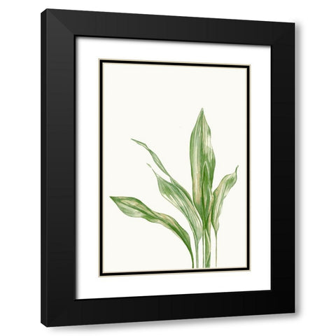 Aspidistra Variegata II Black Modern Wood Framed Art Print with Double Matting by Errico and Slyp