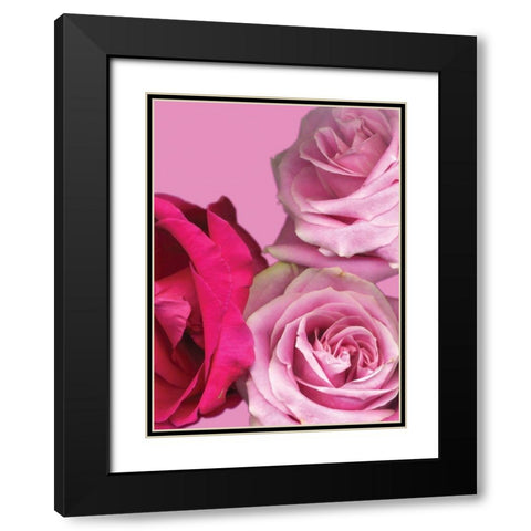 Pink Red Roses Black Modern Wood Framed Art Print with Double Matting by Diskin, Ceil