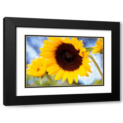 Sunshine Black Modern Wood Framed Art Print with Double Matting by Connolly, Karina