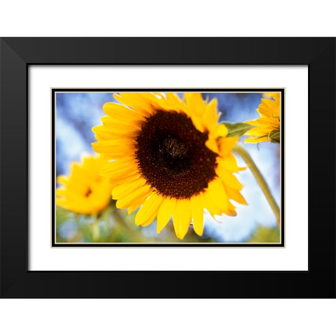 Sunshine Black Modern Wood Framed Art Print with Double Matting by Connolly, Karina