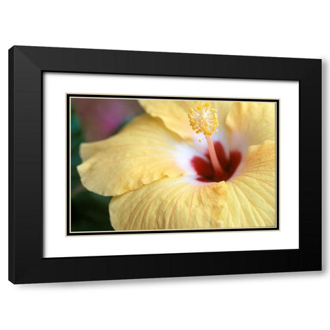 Hibiscus Black Modern Wood Framed Art Print with Double Matting by Connolly, Karin