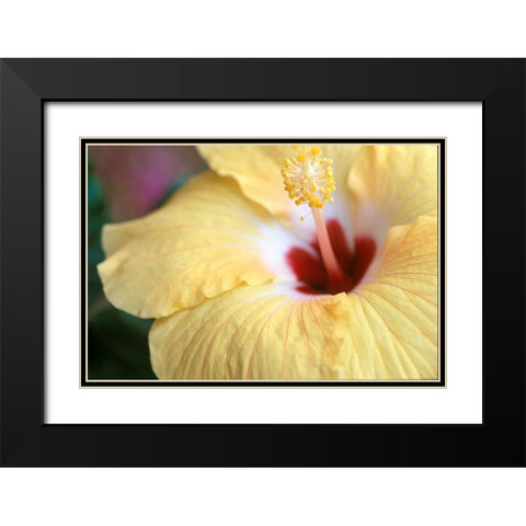 Hibiscus Black Modern Wood Framed Art Print with Double Matting by Connolly, Karin