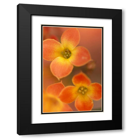 Orange Blossom I  Black Modern Wood Framed Art Print with Double Matting by Connolly, Karin