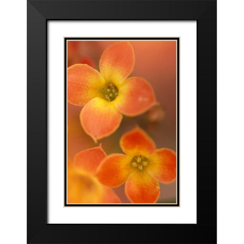 Orange Blossom I  Black Modern Wood Framed Art Print with Double Matting by Connolly, Karin