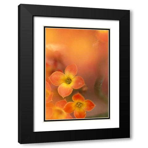 Orange Blossom II Black Modern Wood Framed Art Print with Double Matting by Connolly, Karin