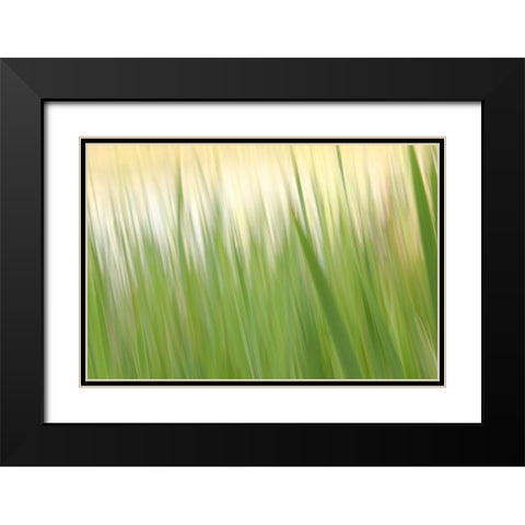 Fresh Green Grass  Black Modern Wood Framed Art Print with Double Matting by Connolly, Karin