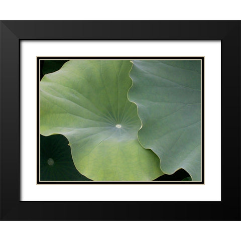 Lotus III Black Modern Wood Framed Art Print with Double Matting by Christensen, Jim