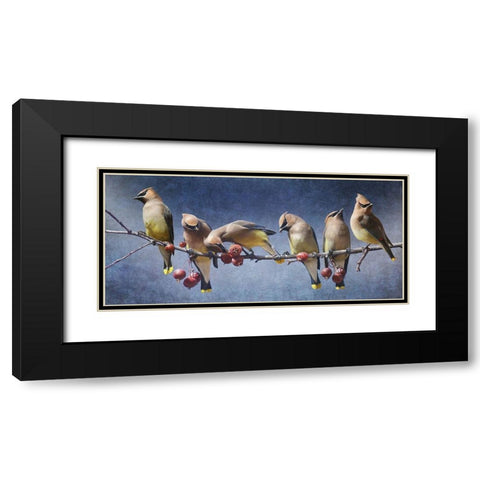 Waxwing Tableau Black Modern Wood Framed Art Print with Double Matting by Vest, Chris