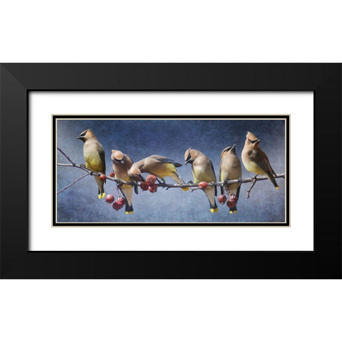 Waxwing Tableau Black Modern Wood Framed Art Print with Double Matting by Vest, Chris