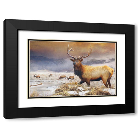 Jackson Refuge Elk Black Modern Wood Framed Art Print with Double Matting by Vest, Chris