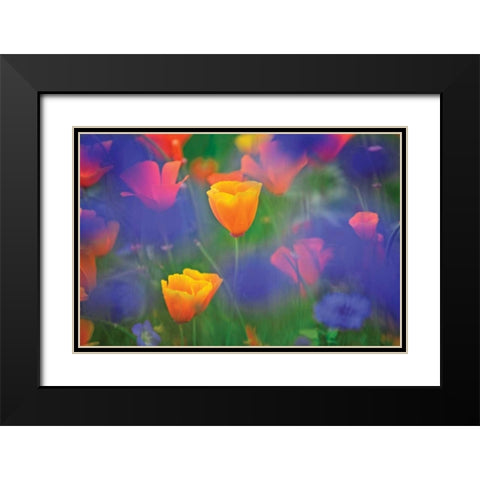 Tulipia Black Modern Wood Framed Art Print with Double Matting by Frates, Dennis