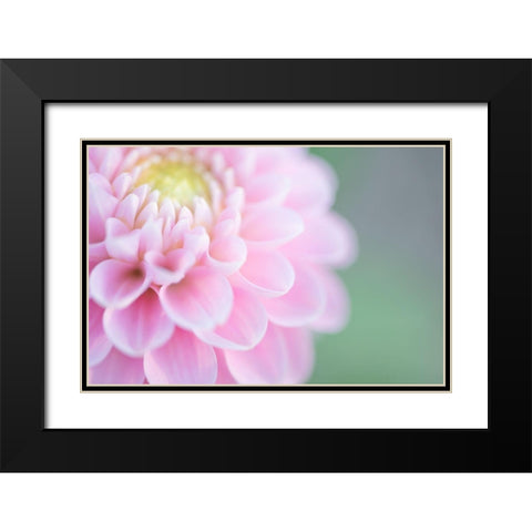 Pink Cups Black Modern Wood Framed Art Print with Double Matting by Kirshner, Dmitry