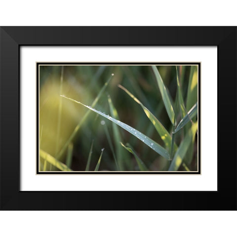 After Summer Rain Black Modern Wood Framed Art Print with Double Matting by Kirshner, Dmitry