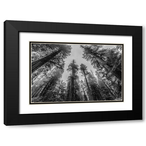 Sequoia Tree Forest Sky Black and White Black Modern Wood Framed Art Print with Double Matting by Nature Magick