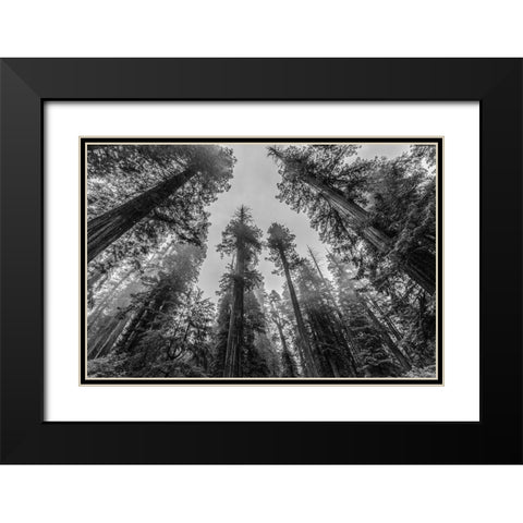Sequoia Tree Forest Sky Black and White Black Modern Wood Framed Art Print with Double Matting by Nature Magick