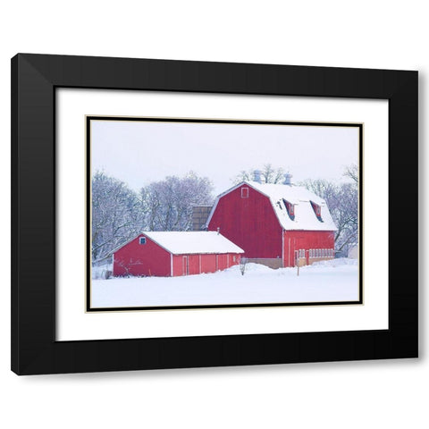 Winter Red Barn  Black Modern Wood Framed Art Print with Double Matting by Wilson, Gerry