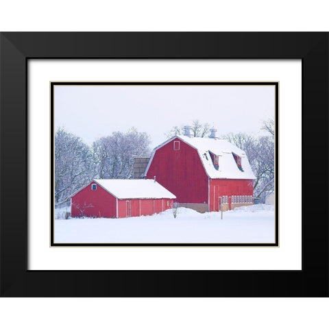 Winter Red Barn  Black Modern Wood Framed Art Print with Double Matting by Wilson, Gerry