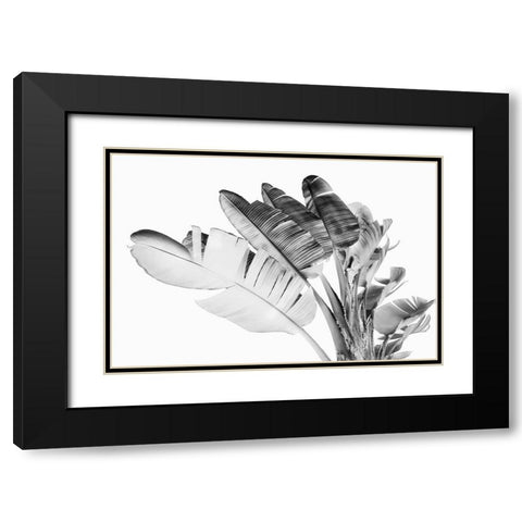 Tropical Velvet I - BW  Black Modern Wood Framed Art Print with Double Matting by Hartson- Weddle, Ryan