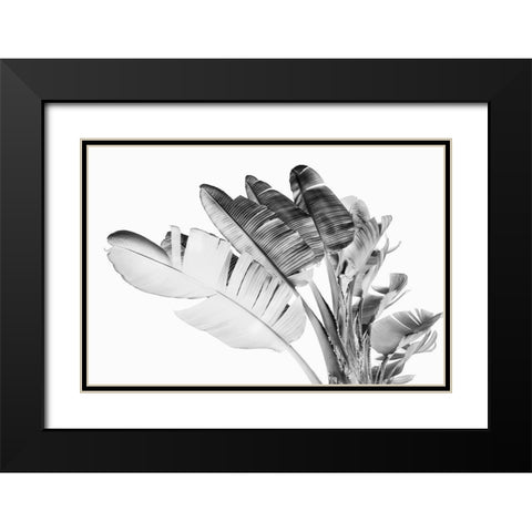 Tropical Velvet I - BW  Black Modern Wood Framed Art Print with Double Matting by Hartson- Weddle, Ryan