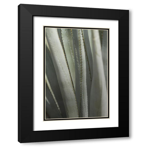 Agave Deserti II Black Modern Wood Framed Art Print with Double Matting by Valner, Jessica
