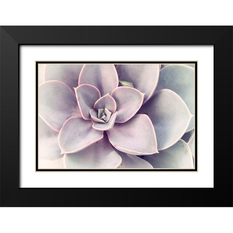 Purple Succulent  Black Modern Wood Framed Art Print with Double Matting by Stalus, Judy