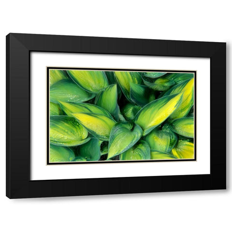 Varigated Plantain Lily  Black Modern Wood Framed Art Print with Double Matting by Kearney, Franklin J.