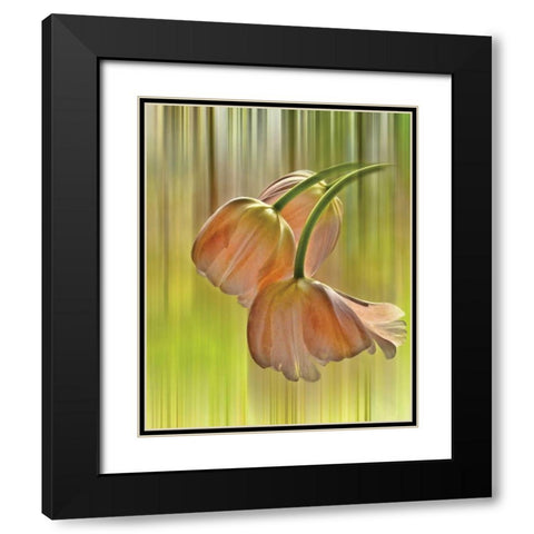 Tulip Free Fall Black Modern Wood Framed Art Print with Double Matting by Von Knobloch, Karen