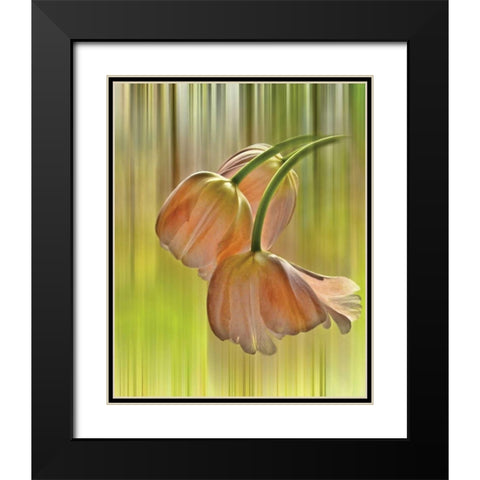 Tulip Free Fall Black Modern Wood Framed Art Print with Double Matting by Von Knobloch, Karen