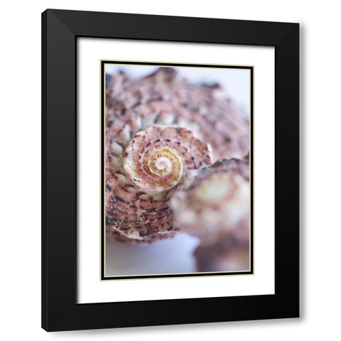 Purple Conch II Black Modern Wood Framed Art Print with Double Matting by Millet, Karyn