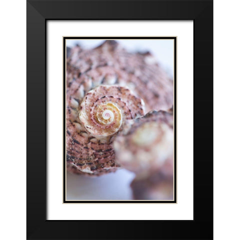 Purple Conch II Black Modern Wood Framed Art Print with Double Matting by Millet, Karyn