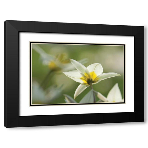 Dreaming Turkinstan Tulips Black Modern Wood Framed Art Print with Double Matting by Robertson, Leda