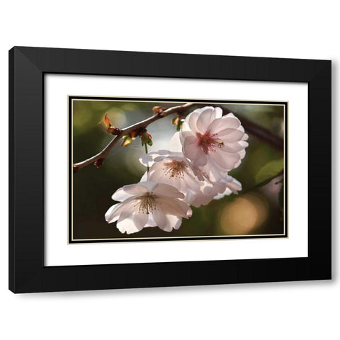 Cherry Blossom Illumination Black Modern Wood Framed Art Print with Double Matting by Robertson, Leda