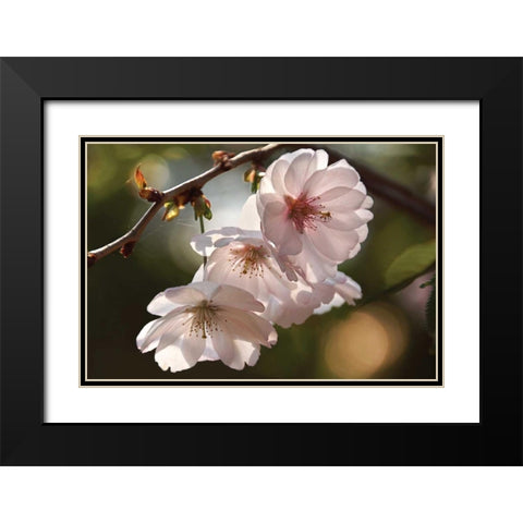 Cherry Blossom Illumination Black Modern Wood Framed Art Print with Double Matting by Robertson, Leda