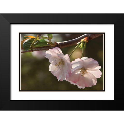 Cherry Blossom Joy Black Modern Wood Framed Art Print with Double Matting by Robertson, Leda