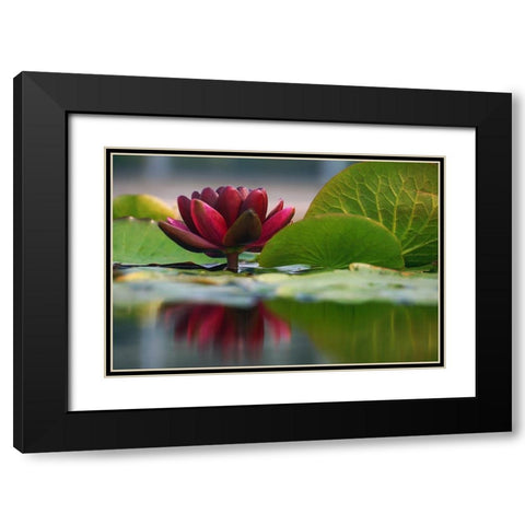 Lily Reflections II Black Modern Wood Framed Art Print with Double Matting by Robertson, Leda