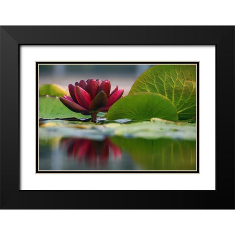 Lily Reflections II Black Modern Wood Framed Art Print with Double Matting by Robertson, Leda